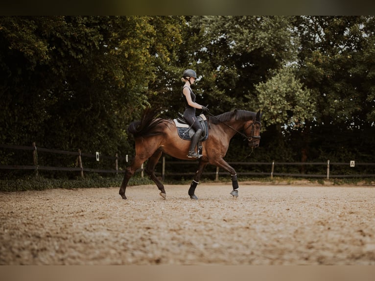 Hannoveriano Caballo castrado 9 años 172 cm Castaño oscuro in Andernach