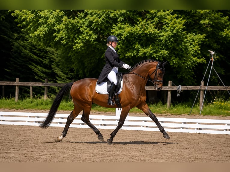 Hannoveriano Caballo castrado 9 años 172 cm Castaño oscuro in Nievre