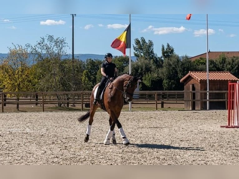 Hannoveriano Caballo castrado 9 años 172 cm Castaño oscuro in Nievre
