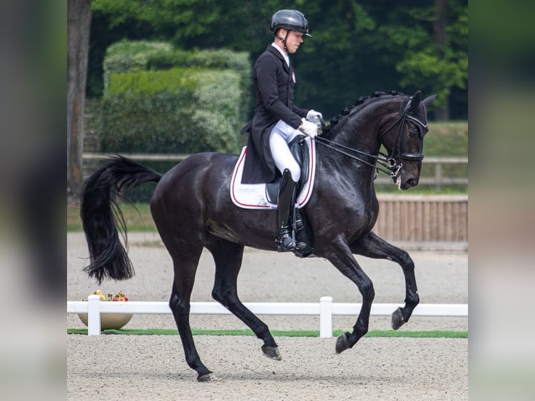 Hannoveriano Caballo castrado 9 años 172 cm Negro in Heverlee