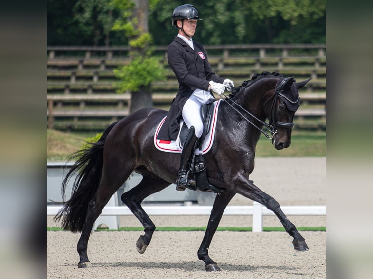 Hannoveriano Caballo castrado 9 años 172 cm Negro in Heverlee