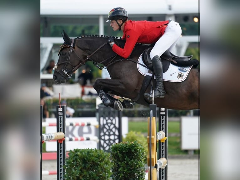 Hannoveriano Caballo castrado 9 años 172 cm Negro in Heverlee