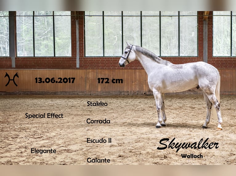 Hannoveriano Caballo castrado 9 años 172 cm Tordo in Ankum