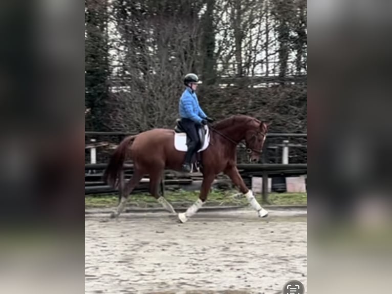 Hannoveriano Caballo castrado 9 años 173 cm Alazán in Hamm