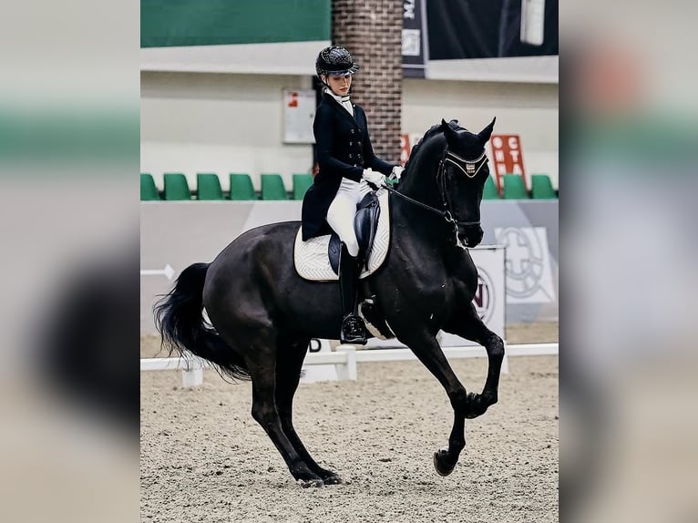 Hannoveriano Caballo castrado 9 años 173 cm  in Sheffield