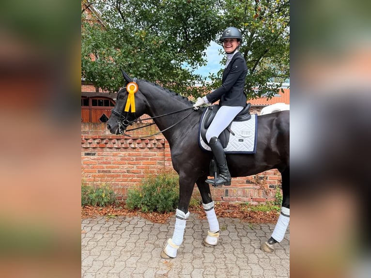 Hannoveriano Caballo castrado 9 años 173 cm  in Wien, Alsergrund