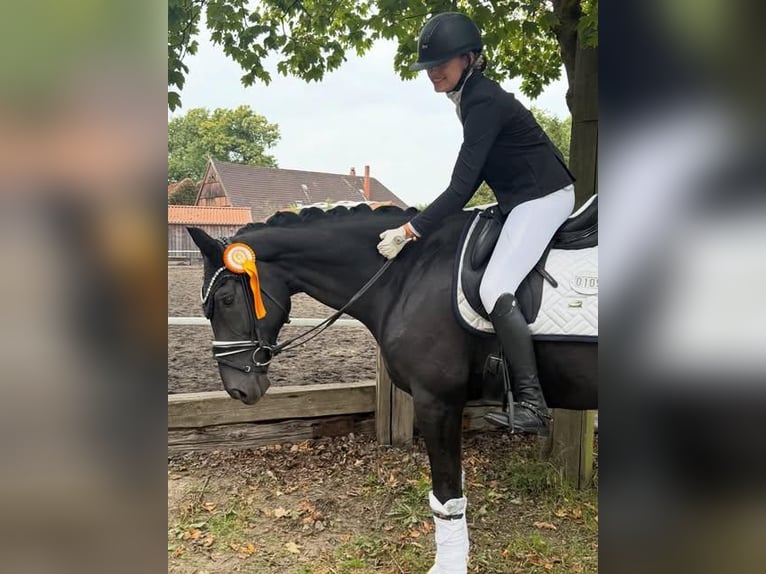 Hannoveriano Caballo castrado 9 años 173 cm  in Wien, Alsergrund