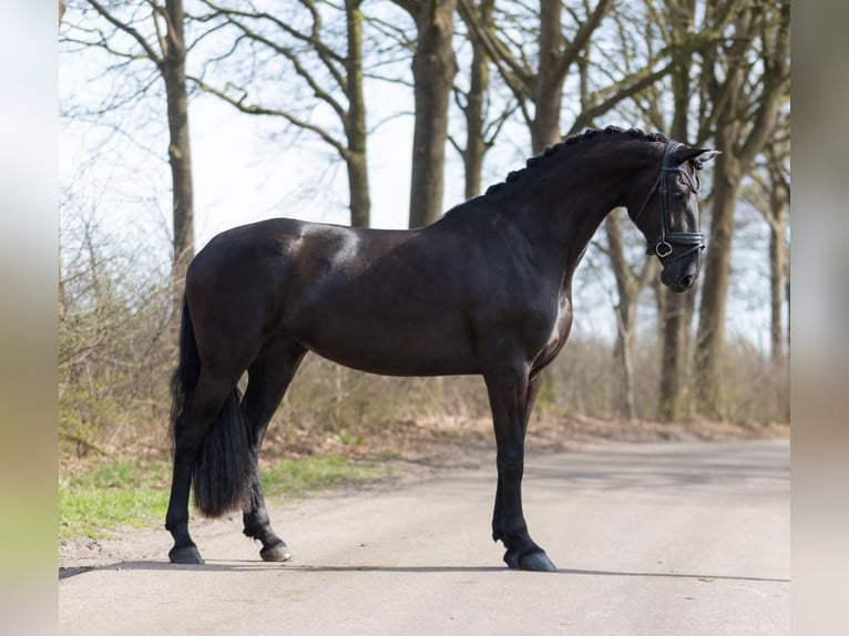Hannoveriano Caballo castrado 9 años 173 cm  in Niederalm