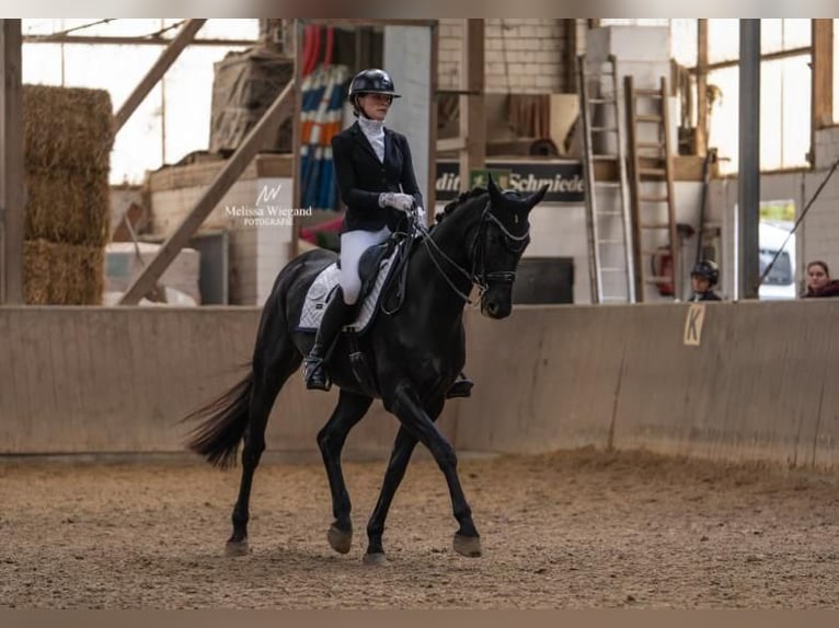 Hannoveriano Caballo castrado 9 años 173 cm  in Winterthur