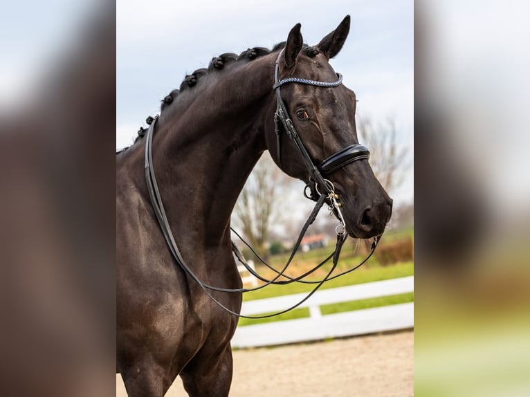 Hannoveriano Caballo castrado 9 años 173 cm  in Perpignan