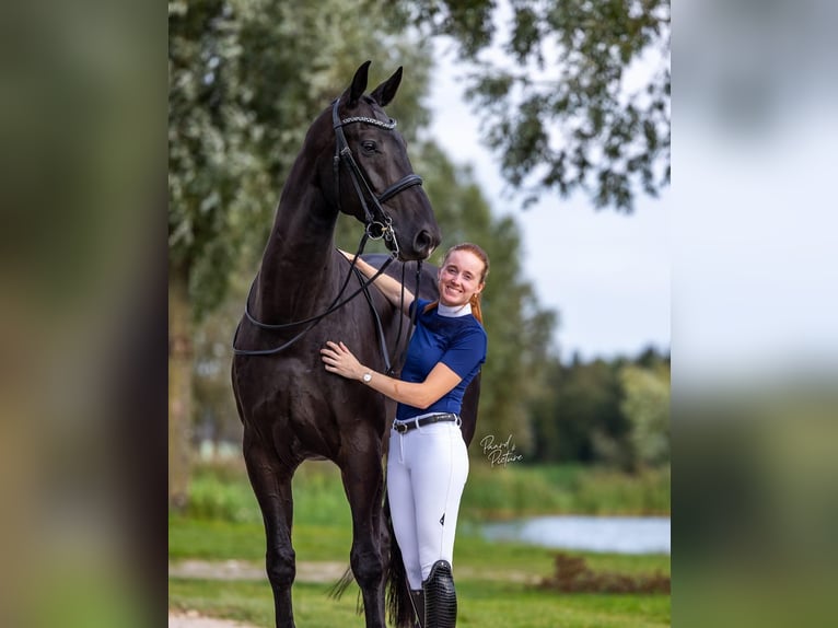 Hannoveriano Caballo castrado 9 años 173 cm  in Chambésy