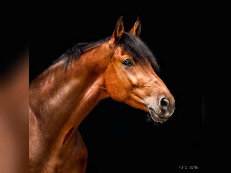 Hannoveriano Caballo castrado 9 años 173 cm Castaño in Verden