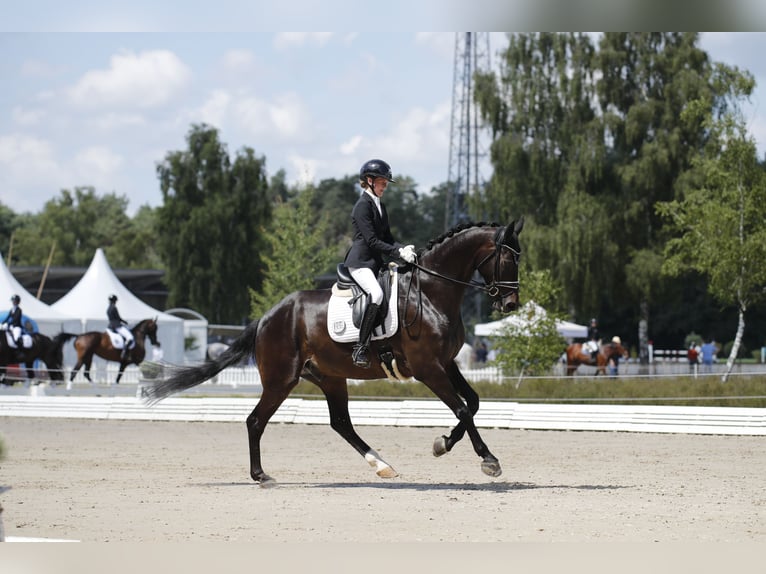 Hannoveriano Caballo castrado 9 años 173 cm Castaño oscuro in Stade
