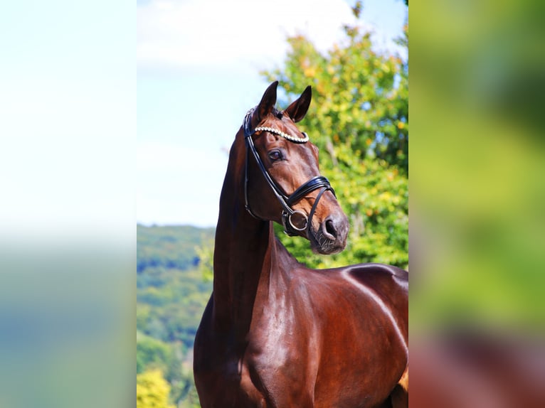Hannoveriano Caballo castrado 9 años 173 cm Morcillo in Lienen