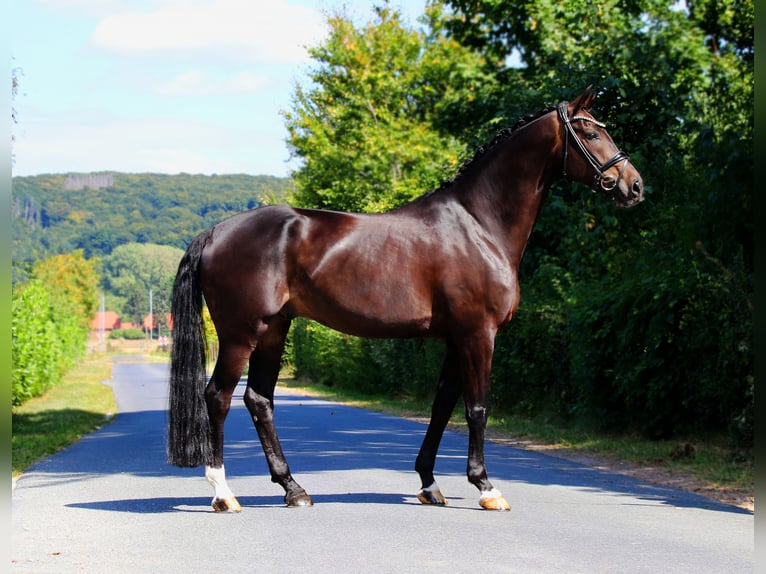 Hannoveriano Caballo castrado 9 años 173 cm Morcillo in Lienen