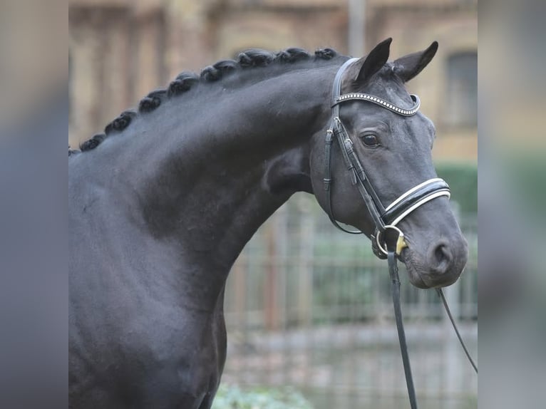 Hannoveriano Caballo castrado 9 años 173 cm Negro in Austin
