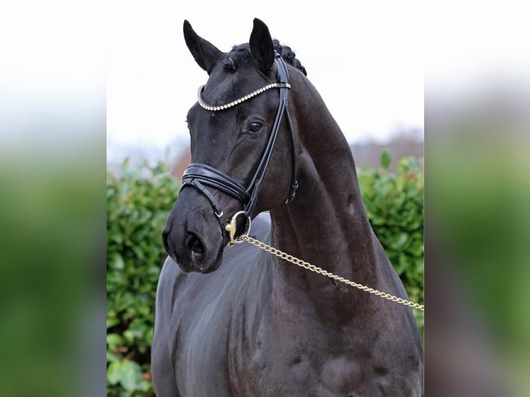 Hannoveriano Caballo castrado 9 años 173 cm Negro in Austin