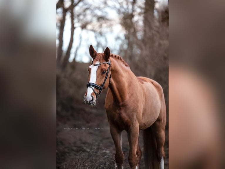 Hannoveriano Caballo castrado 9 años 174 cm Alazán in Bruchsal