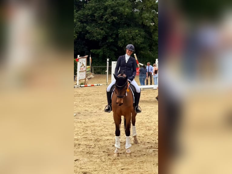 Hannoveriano Caballo castrado 9 años 174 cm Castaño in Bottrop