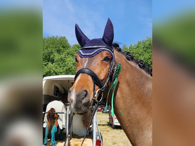 Hannoveriano Caballo castrado 9 años 174 cm Castaño in Bottrop