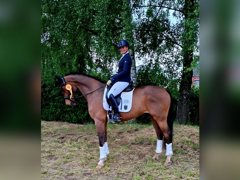 Hannoveriano Caballo castrado 9 años 174 cm Castaño in Bottrop