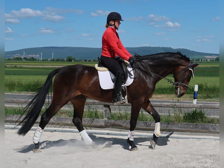 Hannoveriano Caballo castrado 9 años 174 cm Castaño in Duingen
