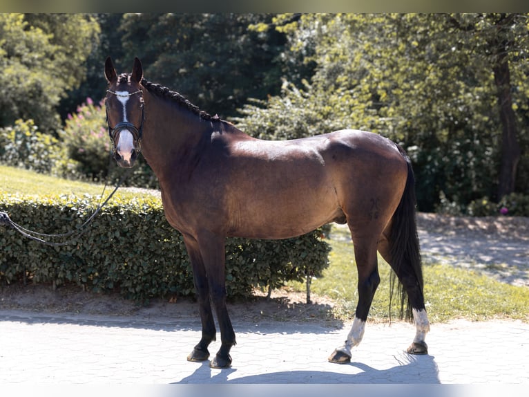 Hannoveriano Caballo castrado 9 años 174 cm Castaño oscuro in Ladelund