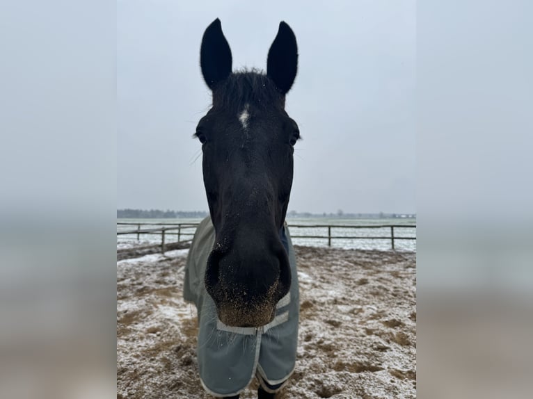 Hannoveriano Caballo castrado 9 años 174 cm Negro in Wedemark