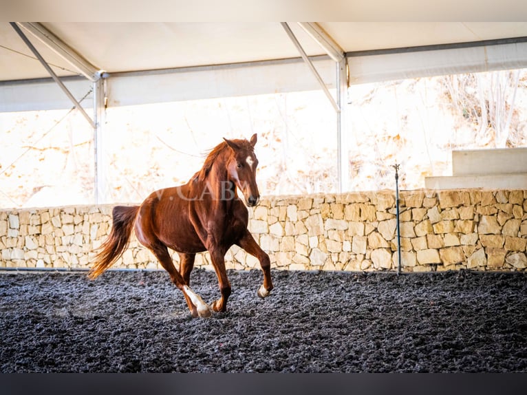 Hannoveriano Caballo castrado 9 años 175 cm Alazán in Valencia