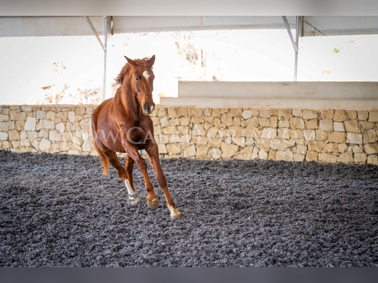 Hannoveriano Caballo castrado 9 años 175 cm Alazán in Valencia