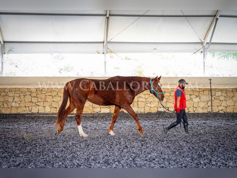 Hannoveriano Caballo castrado 9 años 175 cm Alazán in Valencia