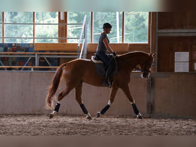 Hannoveriano Caballo castrado 9 años 175 cm Alazán in Rastede
