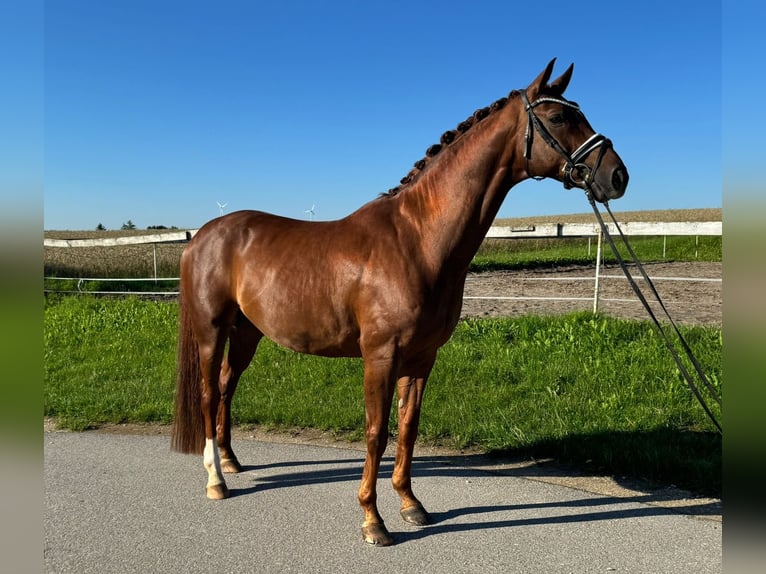 Hannoveriano Caballo castrado 9 años 175 cm Alazán-tostado in Neumarkt in der Oberpfalz