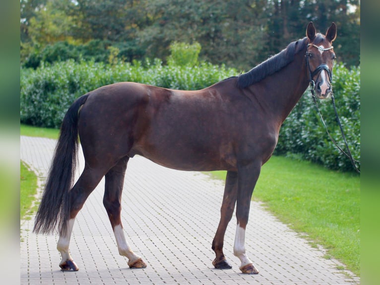 Hannoveriano Caballo castrado 9 años 175 cm Alazán-tostado in Warendorf