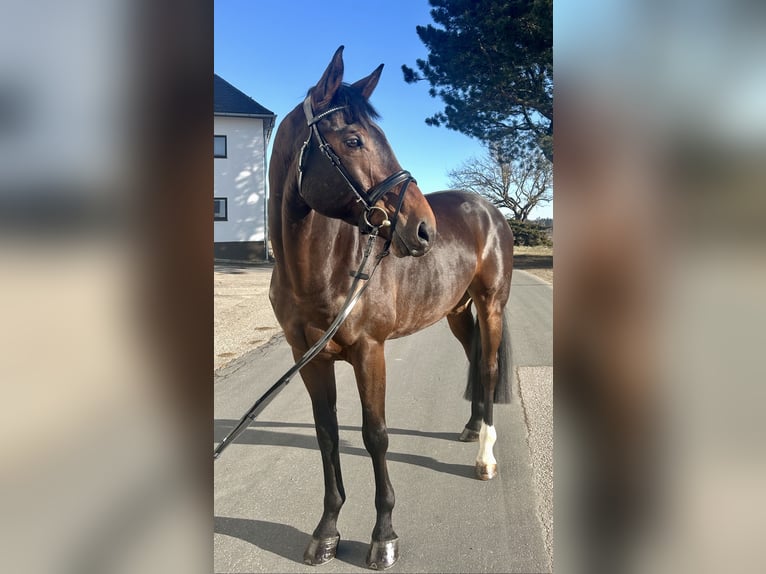 Hannoveriano Caballo castrado 9 años 175 cm Castaño oscuro in Pelmberg