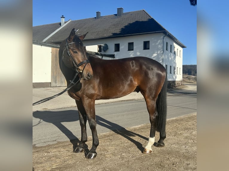 Hannoveriano Caballo castrado 9 años 175 cm Castaño oscuro in Pelmberg