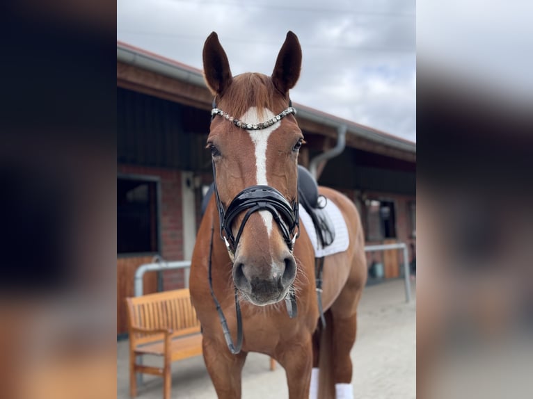 Hannoveriano Caballo castrado 9 años 176 cm Alazán in Bad Soden am Taunus