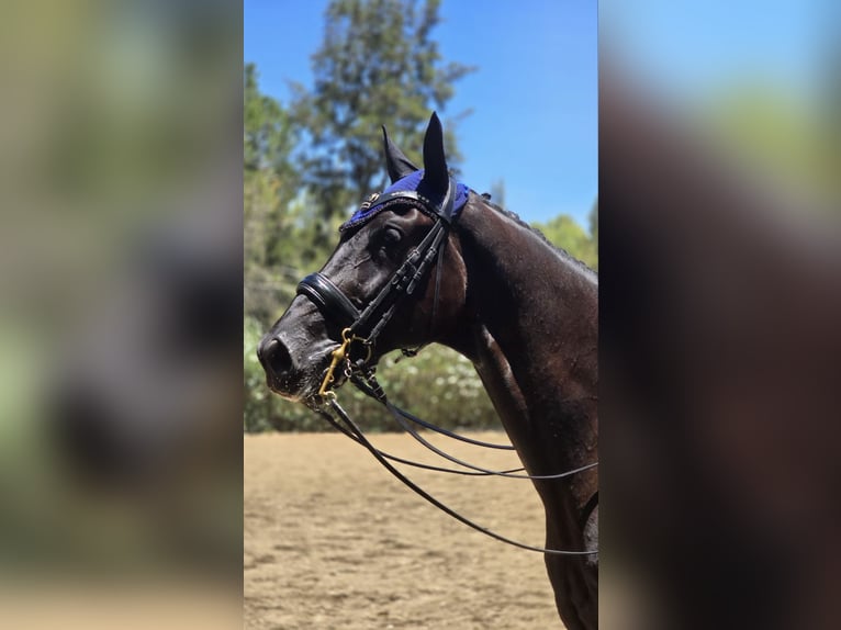 Hannoveriano Caballo castrado 9 años 176 cm in Real De Gandia