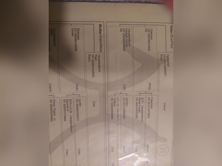 Hannoveriano Caballo castrado 9 años 176 cm Castaño oscuro in Schildow