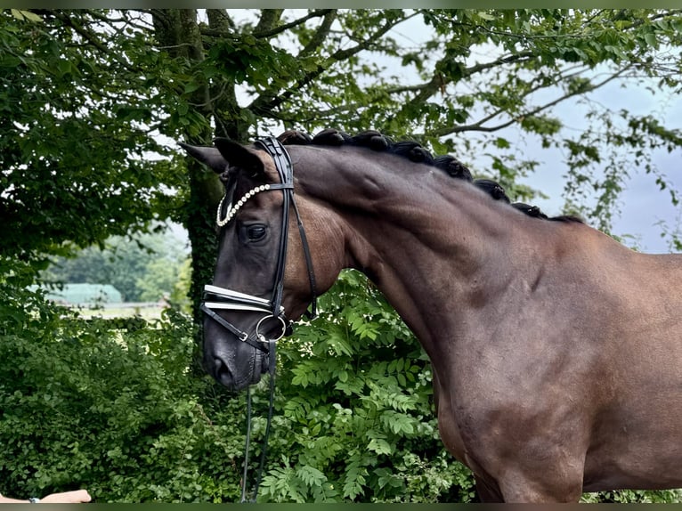 Hannoveriano Caballo castrado 9 años 176 cm Morcillo in Münster