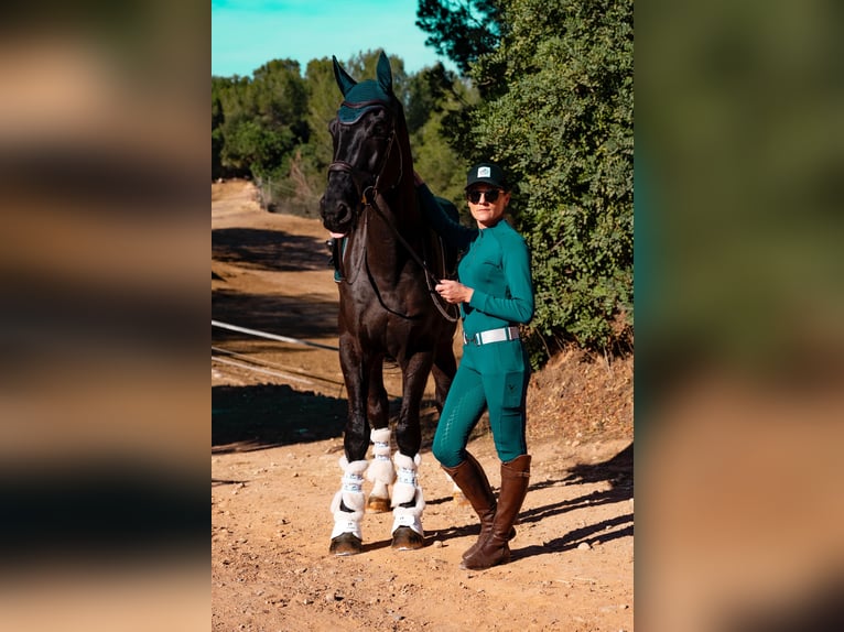 Hannoveriano Caballo castrado 9 años 176 cm Negro in Martfeld
