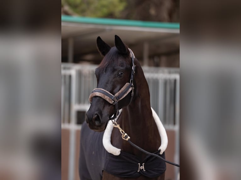 Hannoveriano Caballo castrado 9 años 176 cm Negro in Martfeld