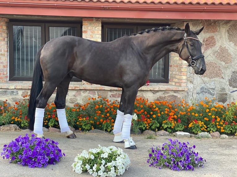 Hannoveriano Caballo castrado 9 años 176 cm Negro in Martfeld