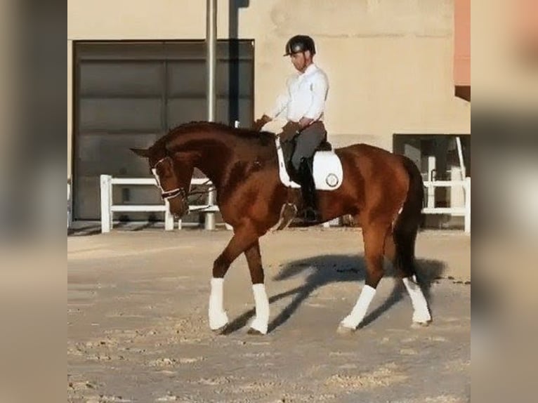 Hannoveriano Caballo castrado 9 años 177 cm Castaño in Sevilla