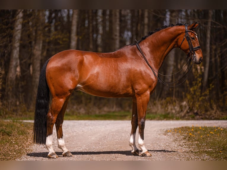 Hannoveriano Caballo castrado 9 años 177 cm Castaño in Wehringen