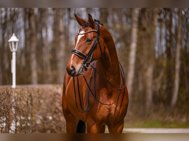 Hannoveriano Caballo castrado 9 años 177 cm Castaño in Wehringen