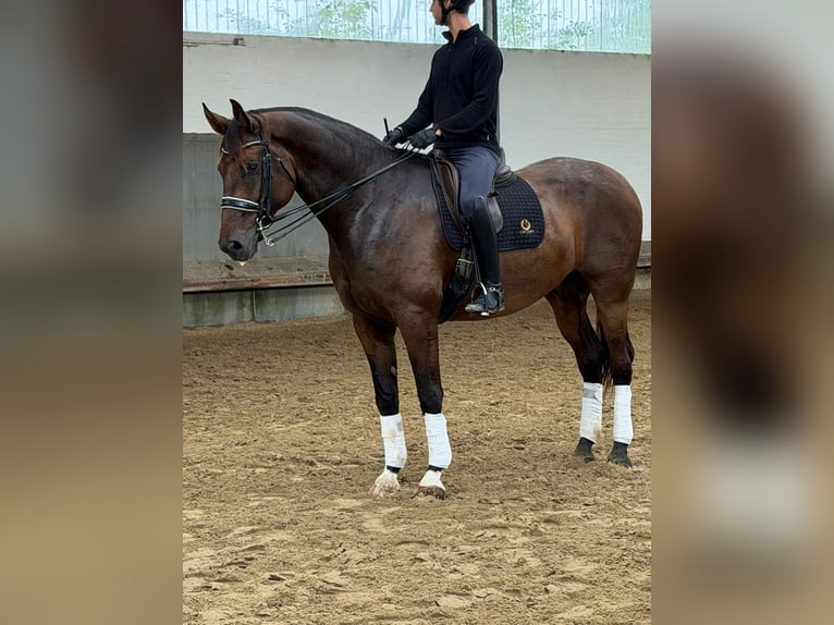 Hannoveriano Caballo castrado 9 años 177 cm Castaño in geldern