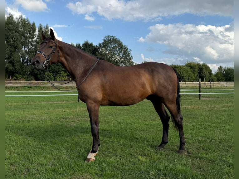 Hannoveriano Caballo castrado 9 años 177 cm Castaño in geldern