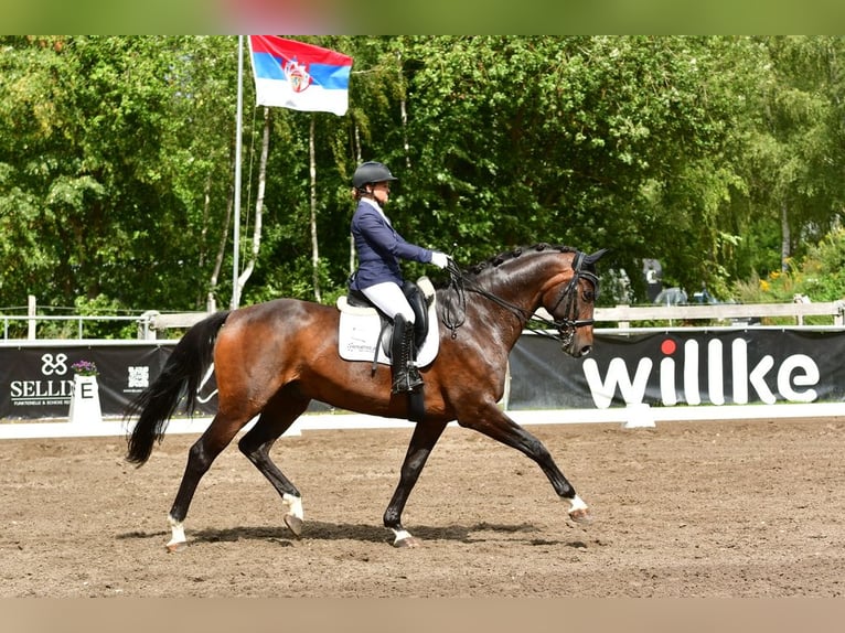 Hannoveriano Caballo castrado 9 años 177 cm Castaño oscuro in Hamburg