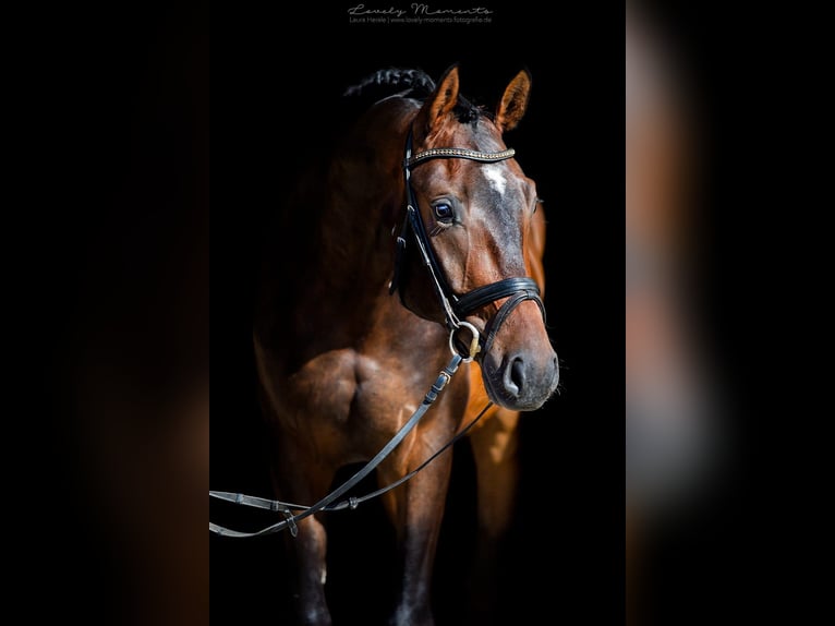 Hannoveriano Caballo castrado 9 años 177 cm Castaño oscuro in Hamburg